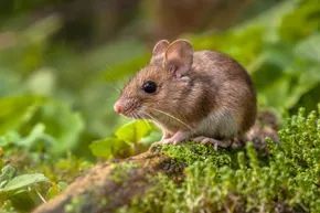 Mice