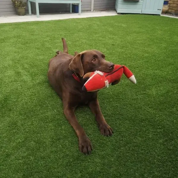 artificial lawn hampshire