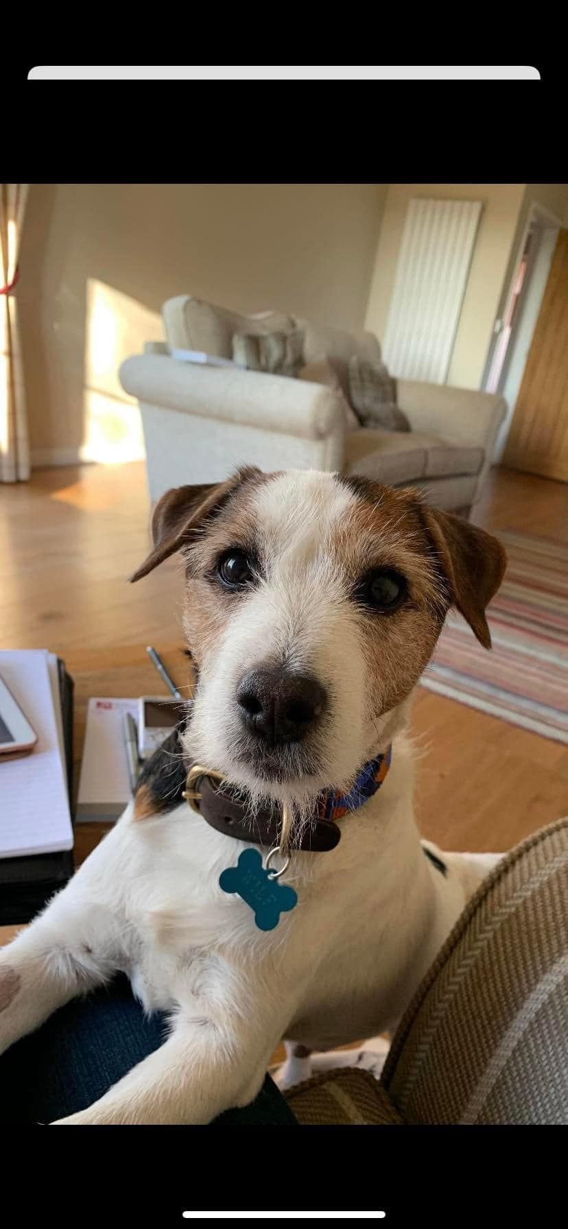 Dog Personalised Figure