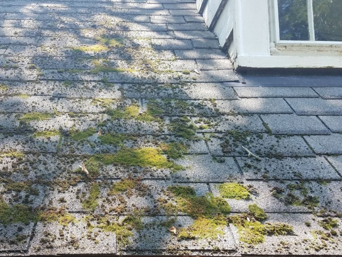 A roof with moss growing on it and a window.