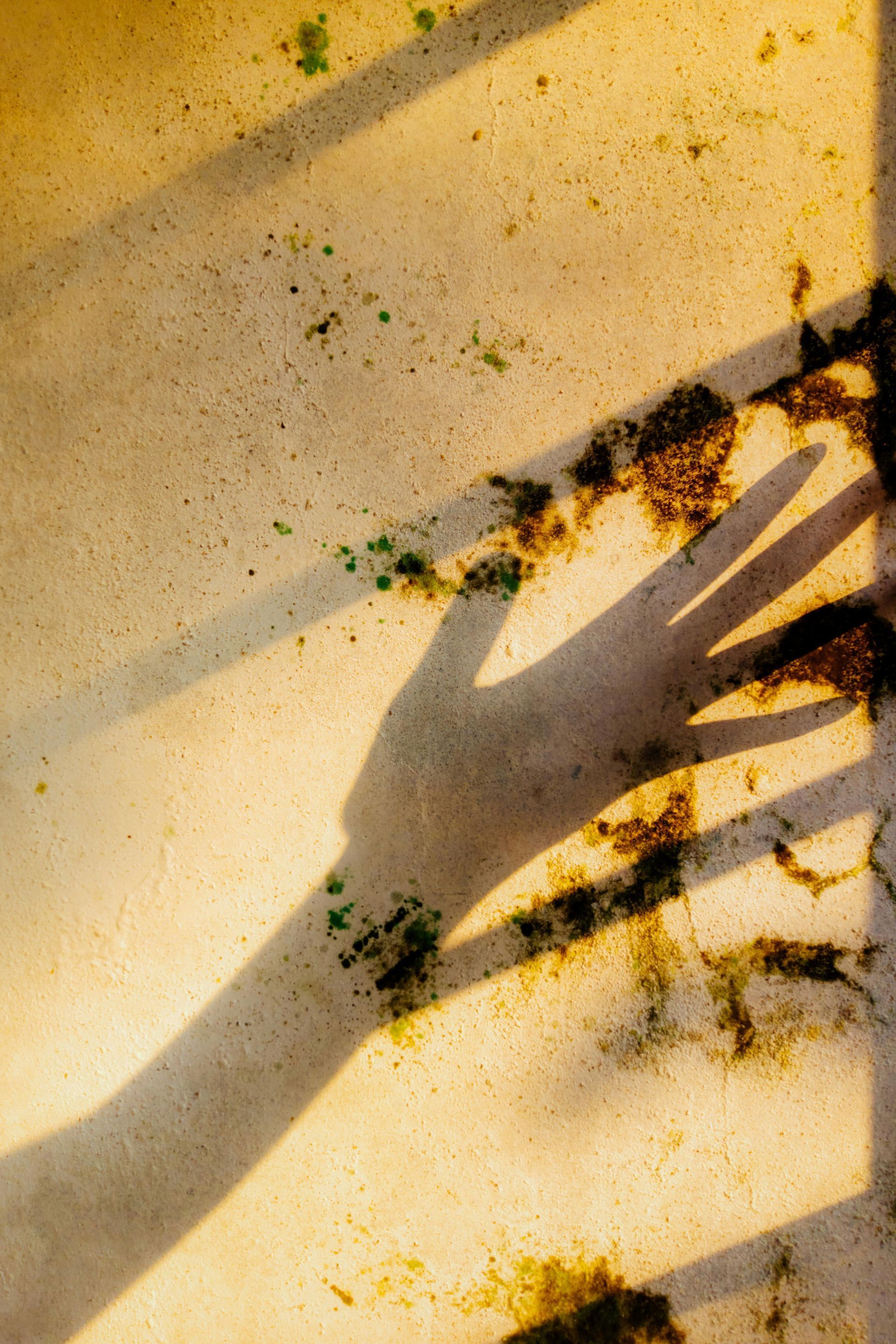 The shadow of a hand reaching across a sunlit surface with patches of dark moss or debris.