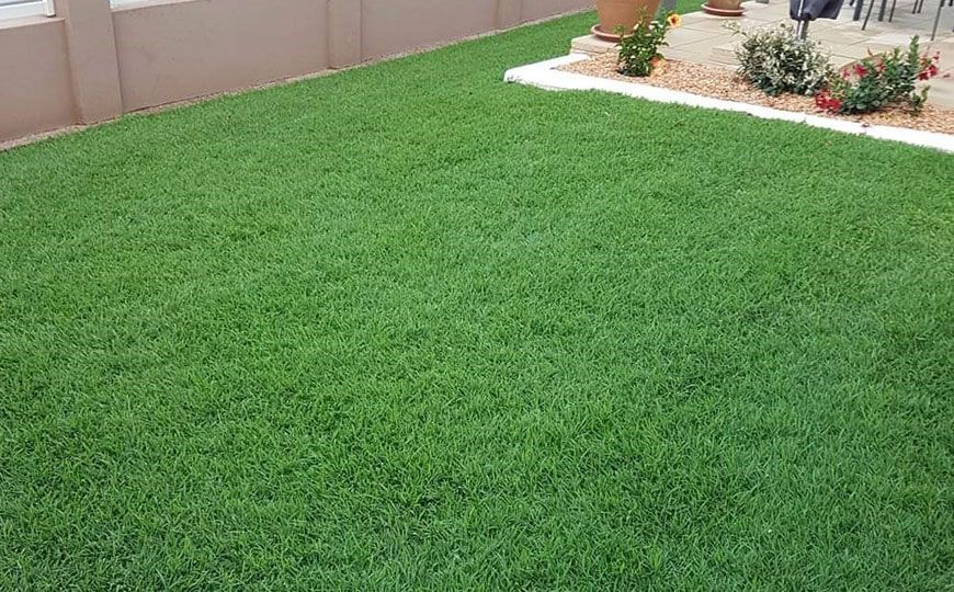 Tropika Blue Couch Grass
