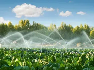 A field of cabbage is being watered with sprinklers.