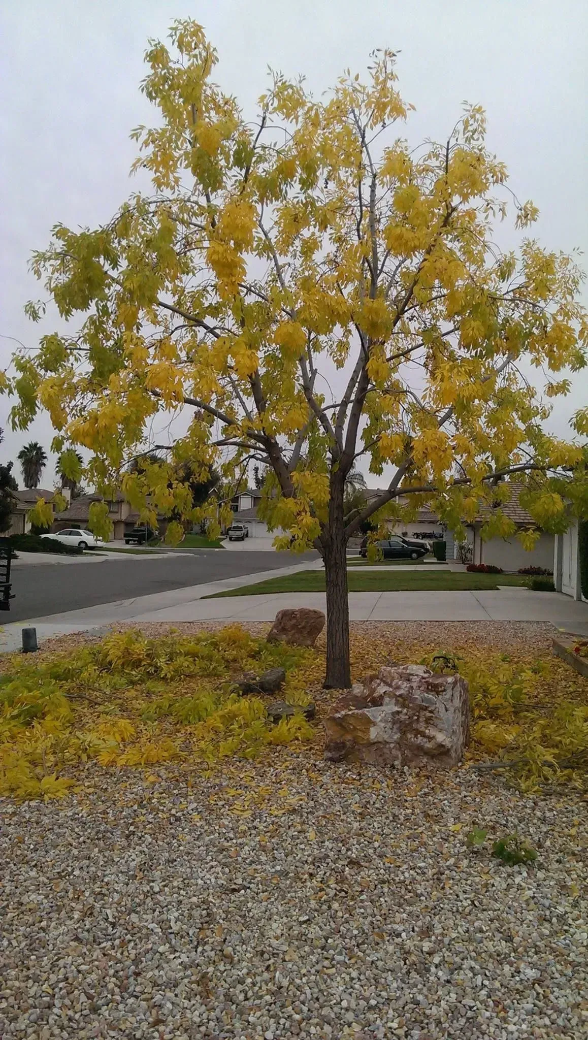 A tree with yellow leaves is in the middle of a gravel area.