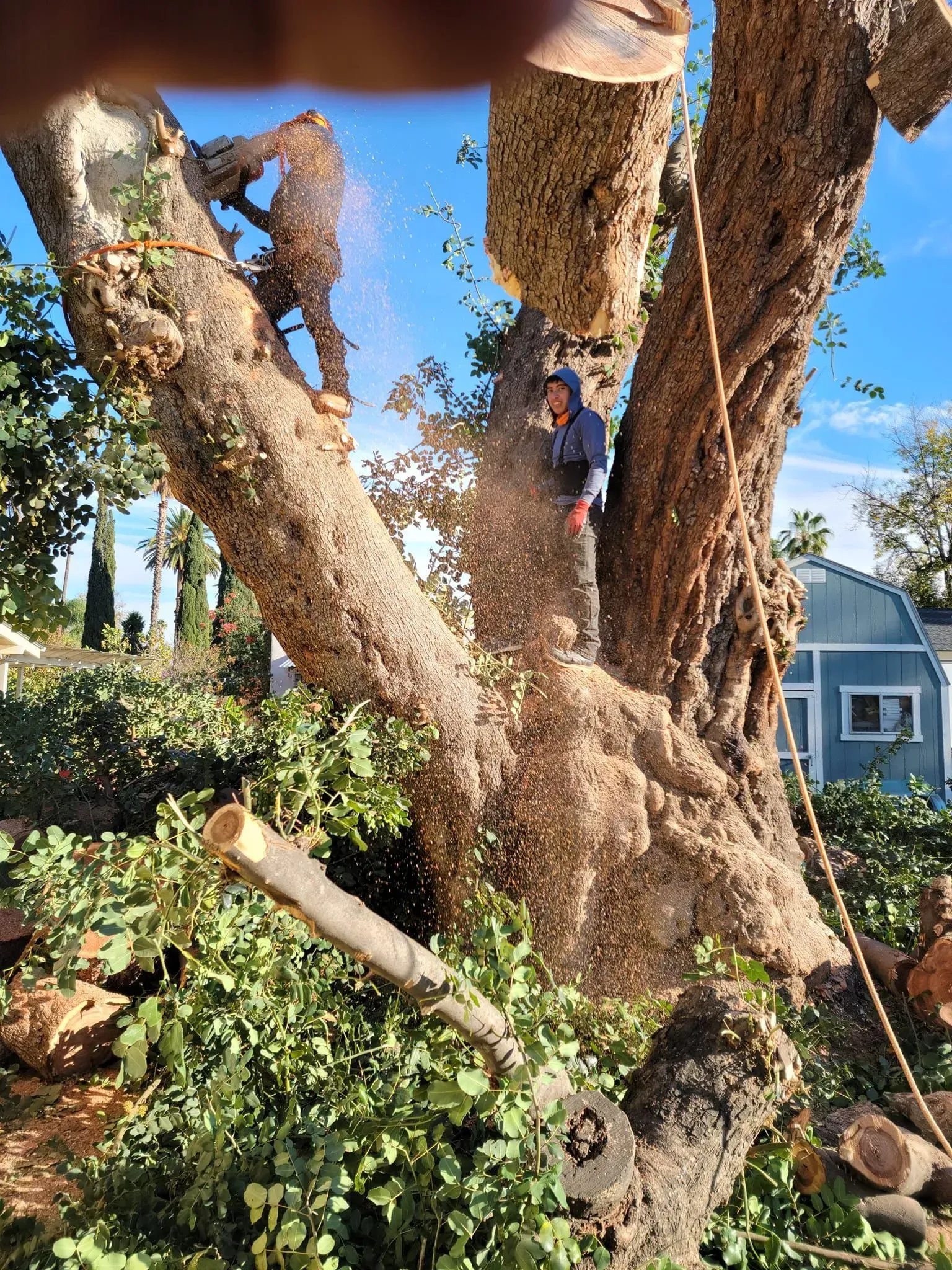 A man is cutting down a tree with a chainsaw.