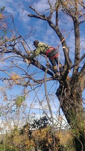 A man is climbing a tree with a chainsaw.