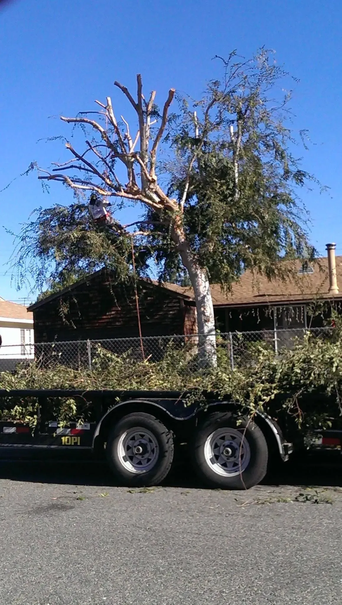 A truck with a tree on the back of it