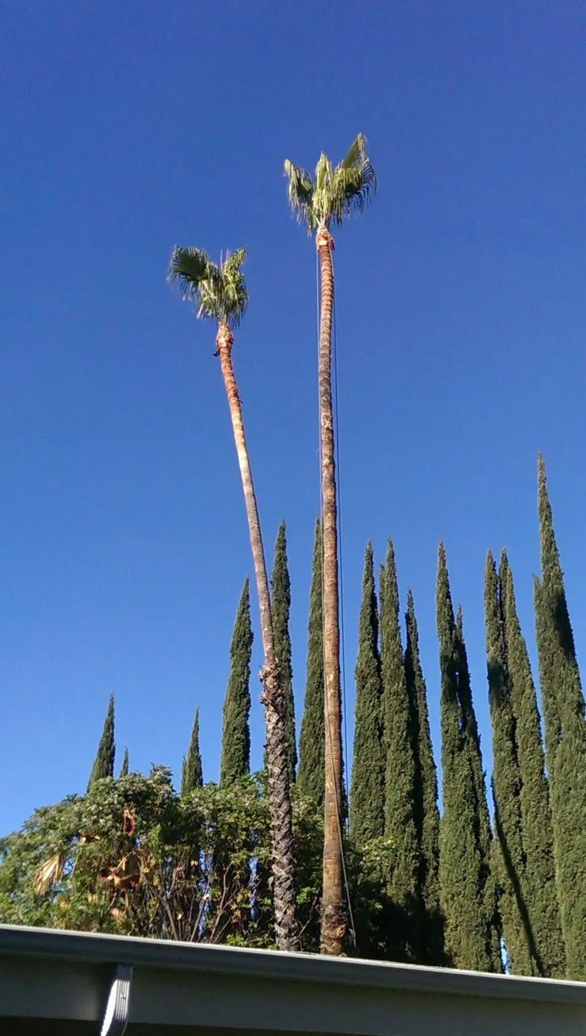 A row of palm trees against a blue sky