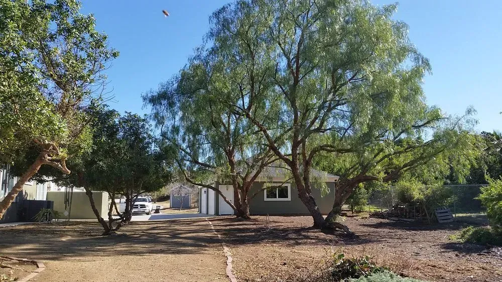A house with a lot of trees in front of it