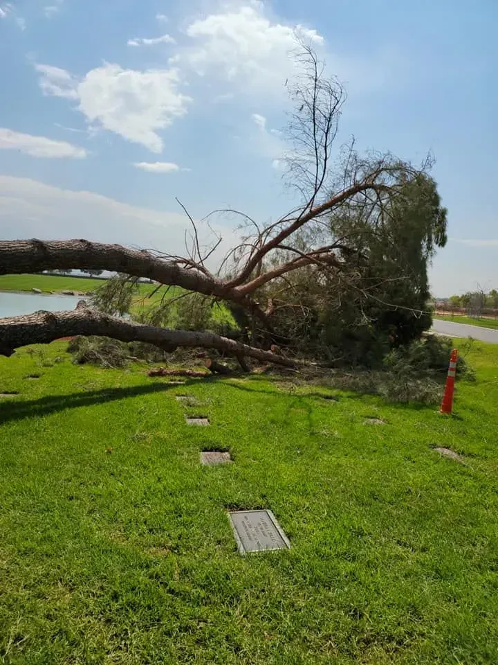 A tree that has fallen in a cemetery.