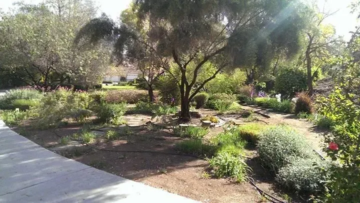 A lush green garden with trees and bushes along a path