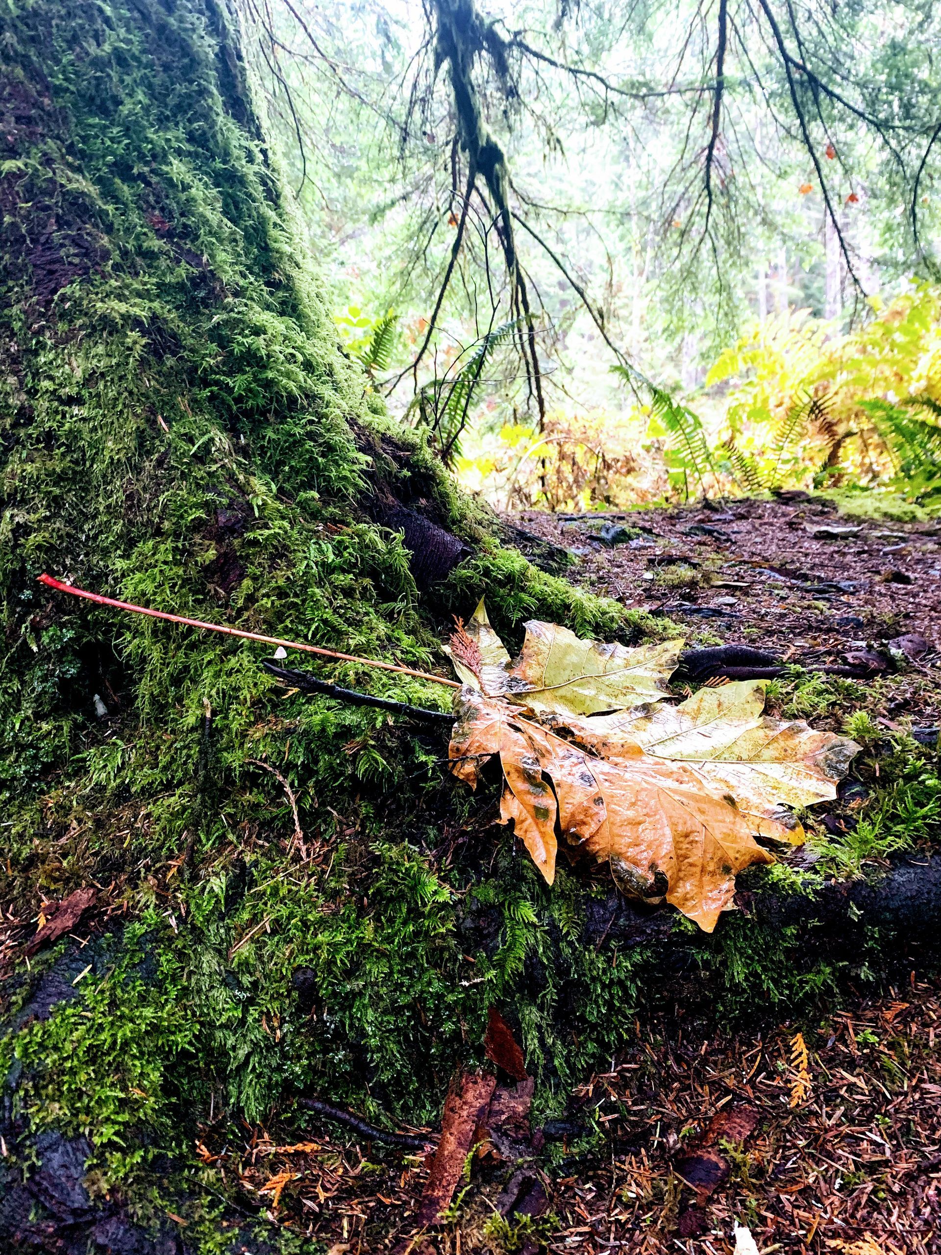 Mossy tree trunk, brown leaf, and forest path. Lush greens and browns dominate the scene.