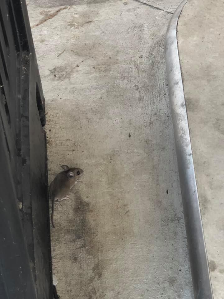A mouse is standing on a concrete floor next to a metal fence.