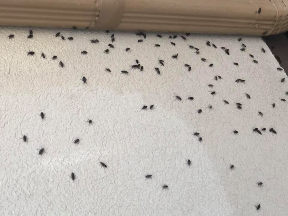 A bunch of black bugs are sitting on a white carpet.