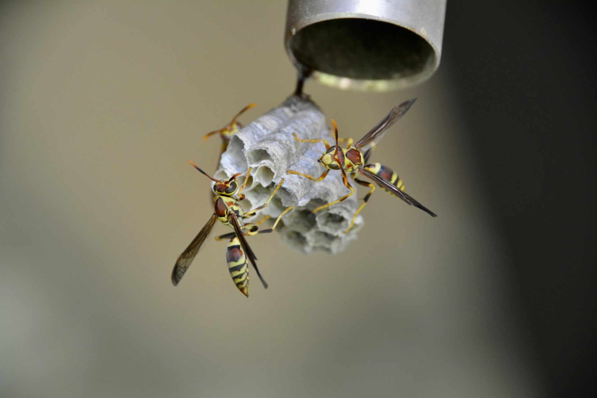 Yellow and black wasps on a gray, honeycomb-shaped nest attached to a silver pipe.