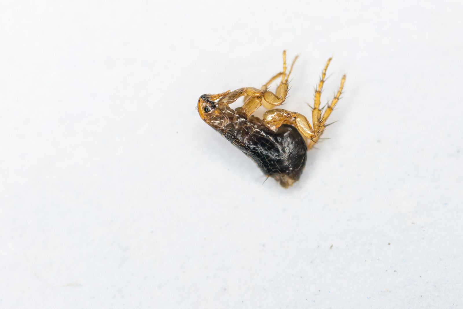 Dead insect, dark body, light legs, on white surface.