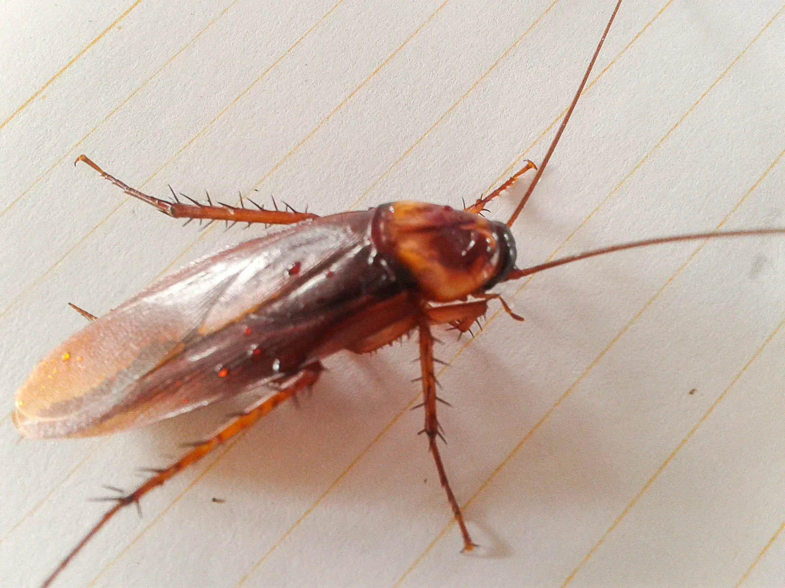 Cockroach with a brown body and long antennae on lined paper.