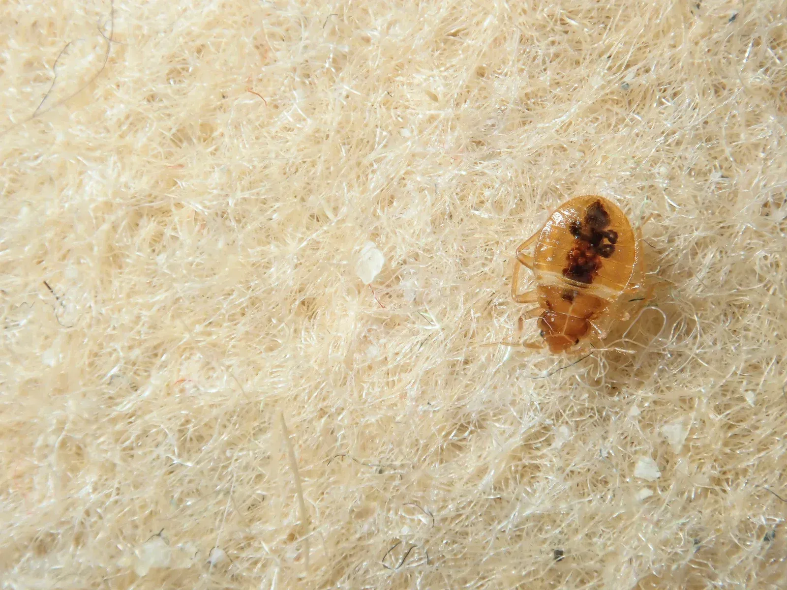 A bed bug is sitting on a piece of carpet.