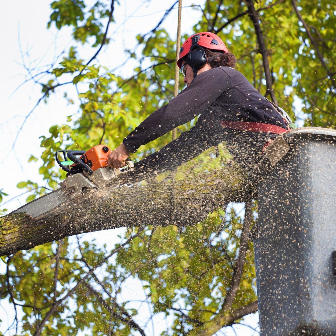 How Much Does Arborist Insurance Cost