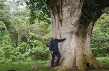 Person standing beside a huge tree trunk in a lush green forest