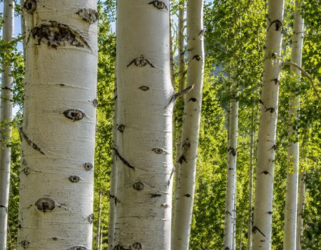 White birch trunks with black markings in a sunlit green forest