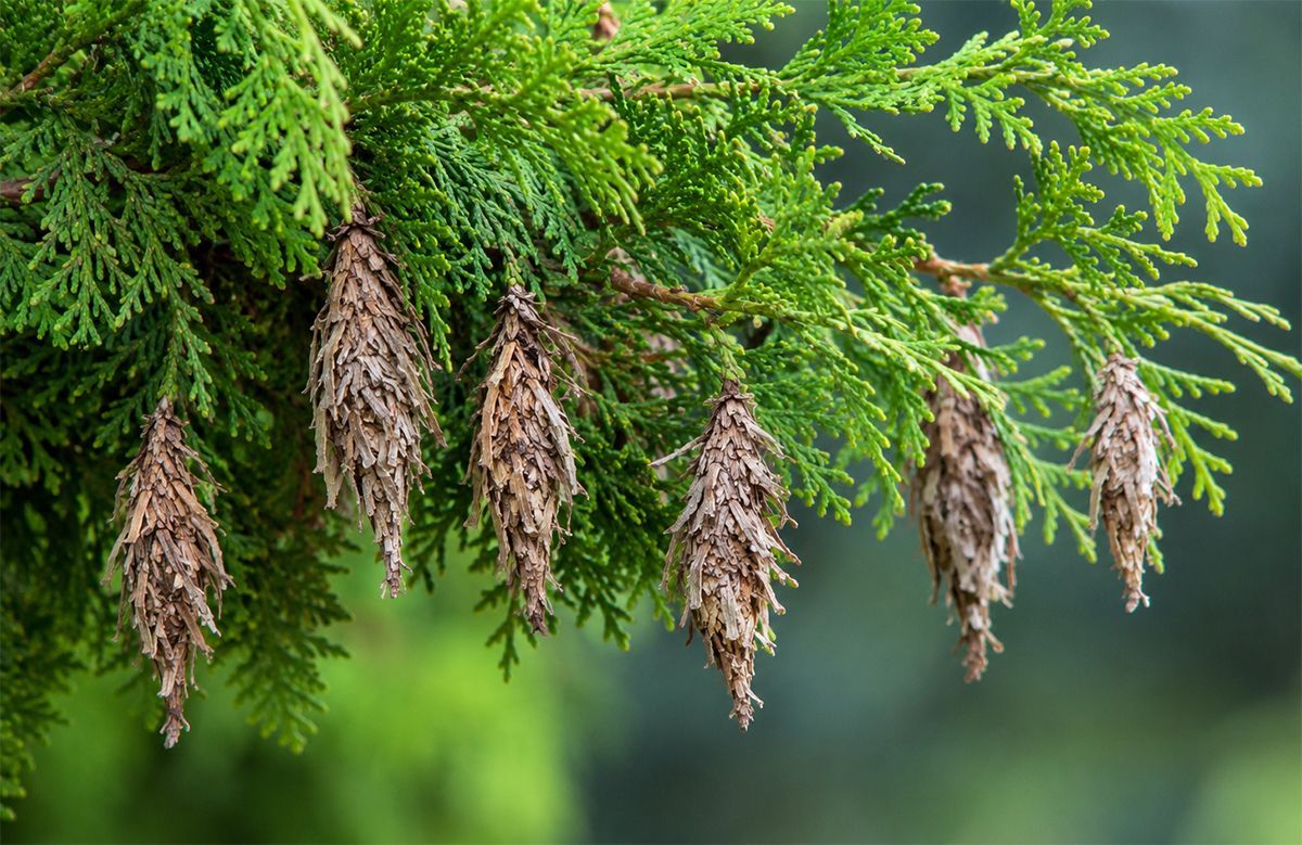 Green conifer branches with hanging brown cone clusters against a soft blurred background