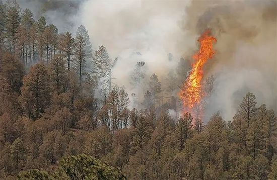 Wildfire burning through a forest, with orange flames and thick gray smoke rising among trees