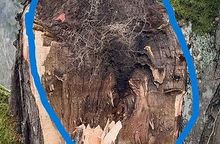 Close-up of a tree stump with a blue outline around the damaged bark and roots.