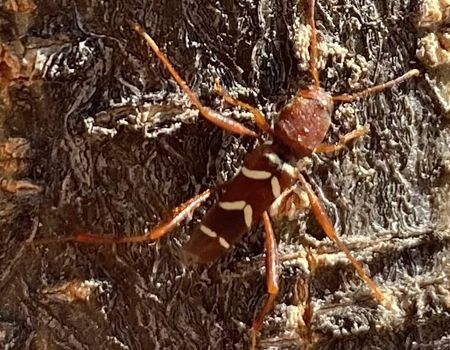 Brown beetle with white markings on rough tree bark, viewed close up