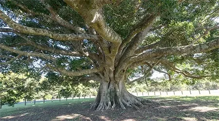 Large spreading tree with a thick trunk and broad green canopy in a grassy park