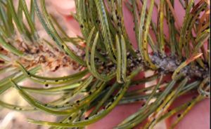 Close-up of green pine needles on a branch with a blurred pink background