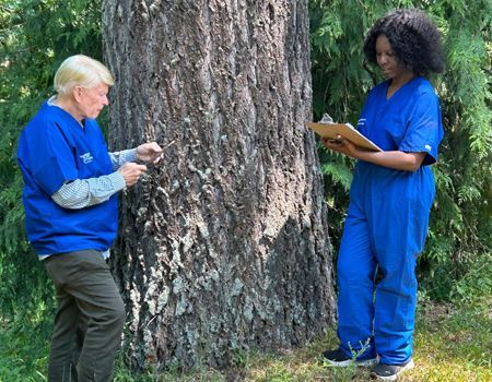 Person in a blue jacket examining a white tree trunk in a sunny garden.