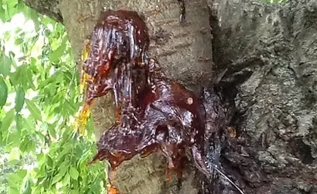Large, dark, amber-colored sap oozing from the bark of a tree trunk surrounded by green foliage.