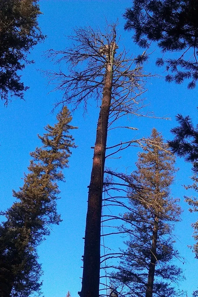 Tall pine trees reaching into a clear blue sky, viewed from below.