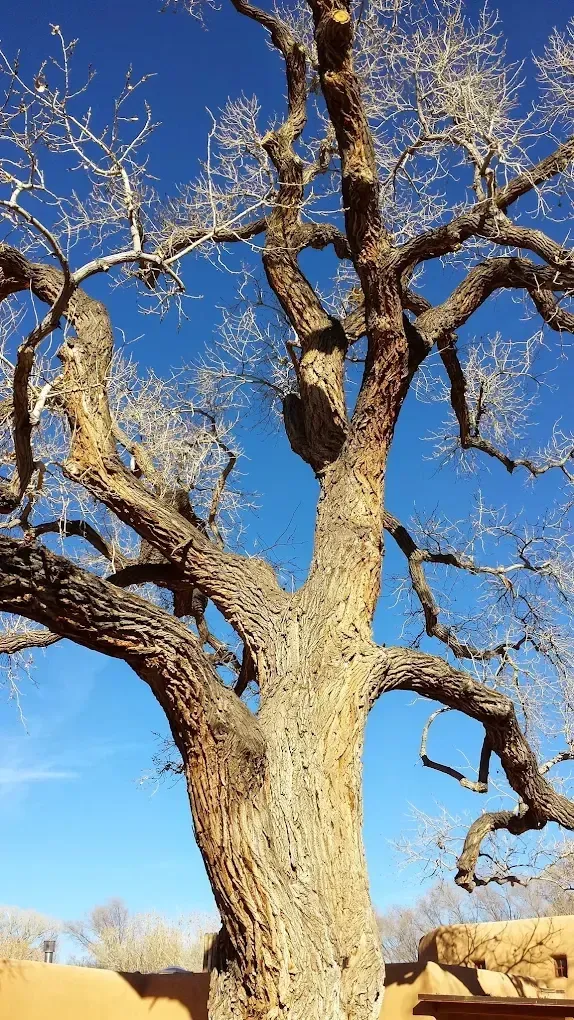 Leafless tree with twisted branches against a clear blue sky in a dry landscape