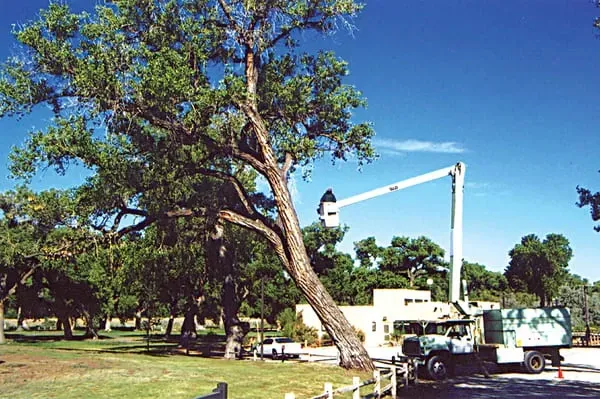 Tree being trimmed by a bucket truck in a grassy park on a sunny day