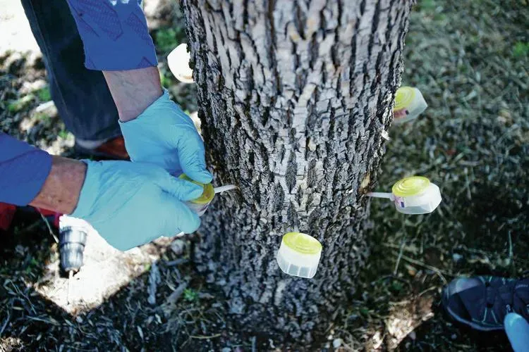 Gloved hands apply yellow paste to cuts on a tree trunk outdoors