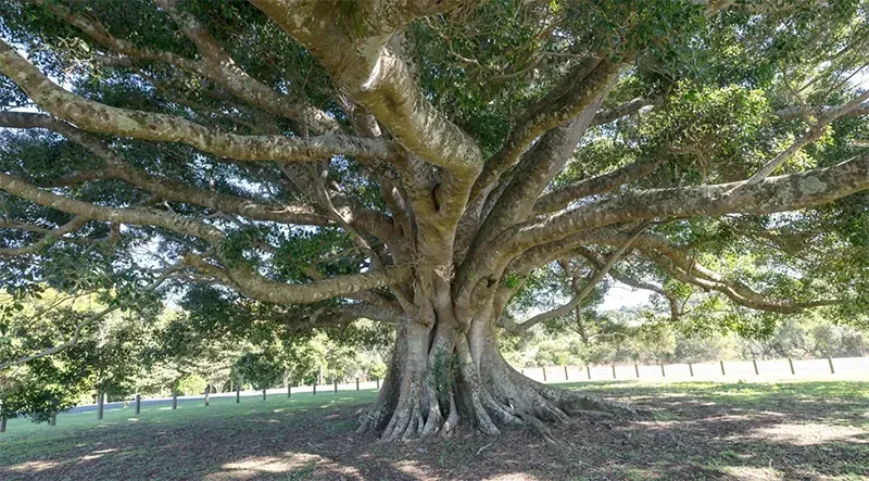 Large sprawling tree with a thick trunk and wide canopy in a sunny park or field