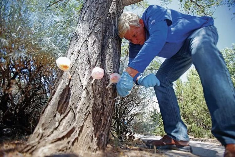 Person in blue bends beside a tree trunk with a blue glove and a bottle hanging nearby outdoors