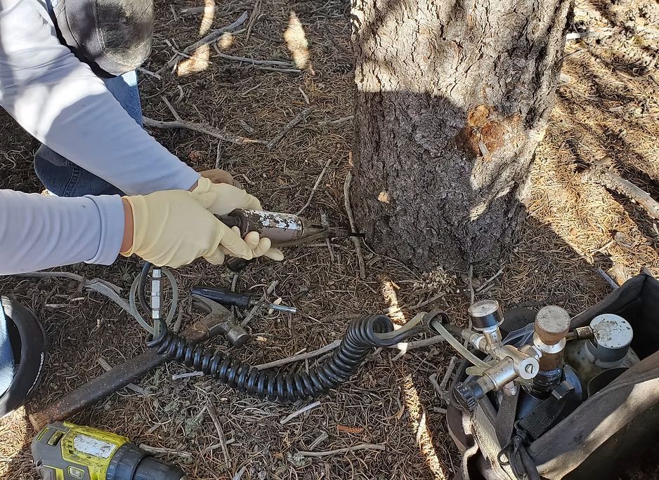 Person in gloves handling roots near a tree trunk with hoses and utility equipment on the ground