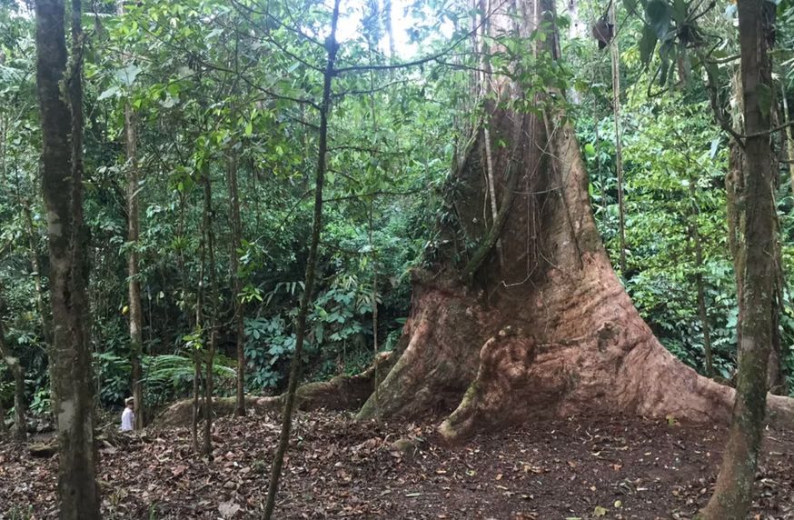 Large hollow tree stump in a dense green forest with tall trees and leaf-covered ground
