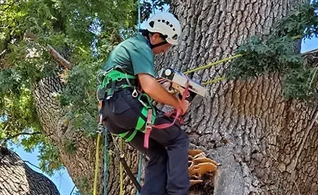 An arborist in a harness and helmet uses a tool to inspect a large tree trunk containing a cluster of fungi.