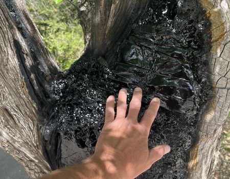 Hand touching a dark, sticky substance wedged between tree trunks outdoors.