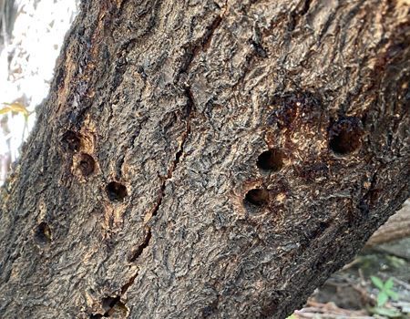Close-up of tree bark with several small round holes, likely insect damage
