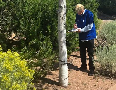 Tall bare tree trunk against a bright blue sky, framed by evergreen treetops.