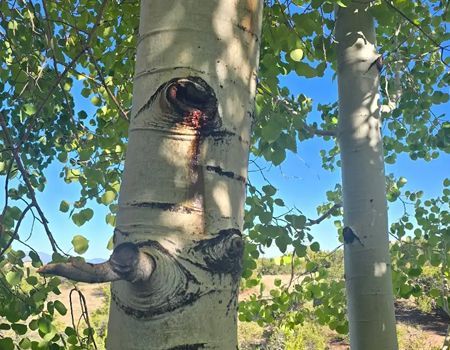 Large leafy tree in a grassy field under a partly cloudy blue sky
