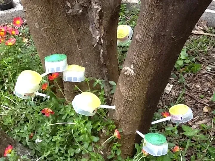 Colorful solar garden lights arranged around tree trunks in a leafy yard