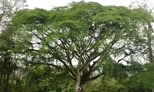 Wide green tree canopy in a lush forest with dense foliage and a small person beneath it