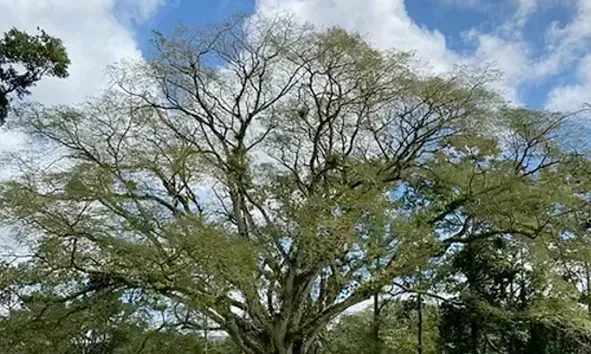 Tall leafy tree canopy against a blue sky with scattered clouds
