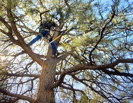Person climbing a large pine tree among dense branches, wearing blue pants and using safety gear